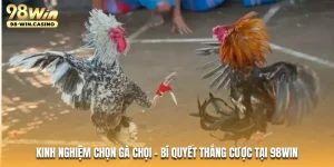 kinh-nghiem-chon-ga-choi-bi-quyet-thang-cuoc-tai-98win